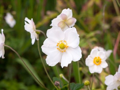 close up of white english rose growing in garden petals; England; UK