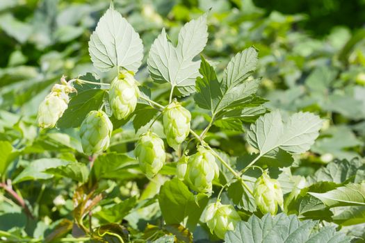 Branch of hops with seed cones and leaves on the blurred background of foliage
