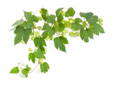 Branch of hops with seed cones and leaves on a white background
