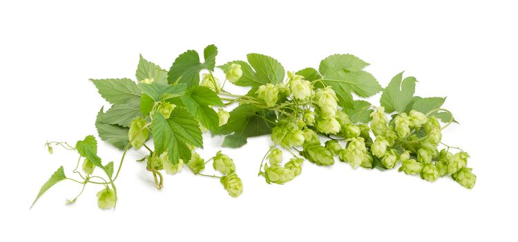 Panorama of the intertwined branches of hops with seed cones and leaves on a white background
