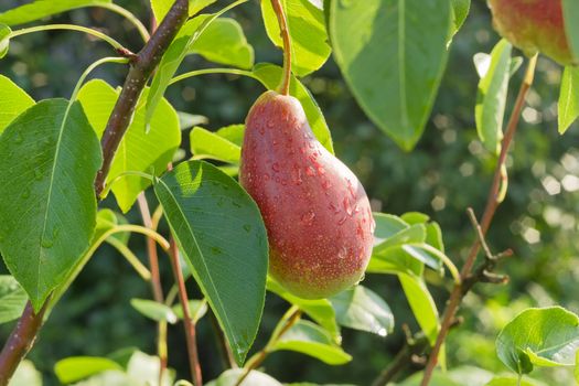 Ripening red pear with water drops on a pear tree among foliage in an orchard closeup
