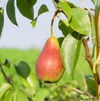 Ripening red pear with dew drops on branch of a pear tree in an orchard closeup
