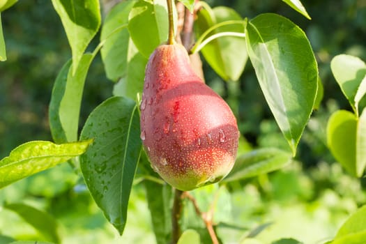 Ripening red pear with water drops on a branch among foliage in an orchard closeup
