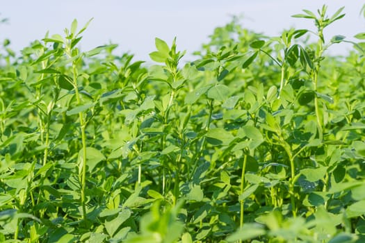 Stems with leaves of the young alfalfa covered with dew drops on field closeup in summer morning
