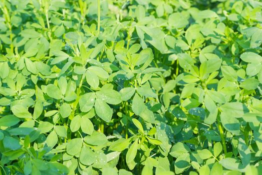 Background of the young stems with leaves of alfalfa covered with dew drops on field at summer morning
