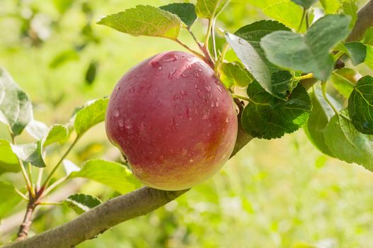 Red apple covered with water drops on the apple tree in an orchard closeup
