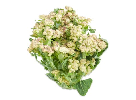 Head of the ripening cauliflower on a white background
