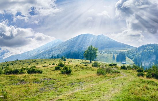 Carpathian landscape with mountain meadow, mountain hut and single deciduous tree in the foreground against the background mountain range and sky with clouds
