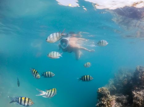 Woman snorkel swim in underwater exotic tropics paradise with school of fish and coral reef, beautiful view of tropical sea. Marsa alam, Egypt. Summer holiday vacation concept