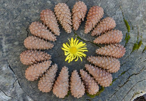 cones and spring flowers