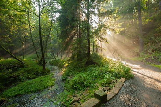 Sunshine rays glowing in fog in a green forest