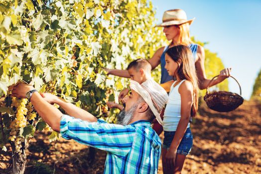 Beautiful young smiling family of four cutting grapes at a vineyard.