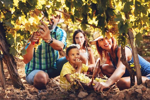 Beautiful young smiling family of four cutting grapes at a vineyard.