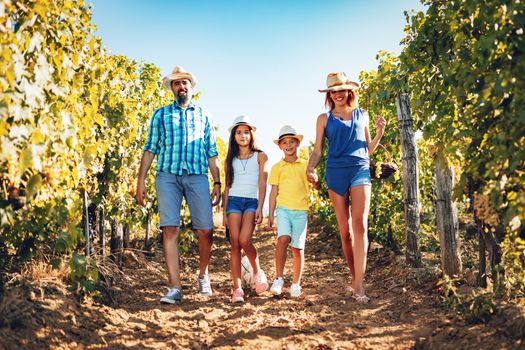 Beautiful young smiling family of four walking through a vineyard.