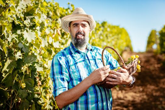 Handsome smiling wine maker with straw hat at a vineyard. 