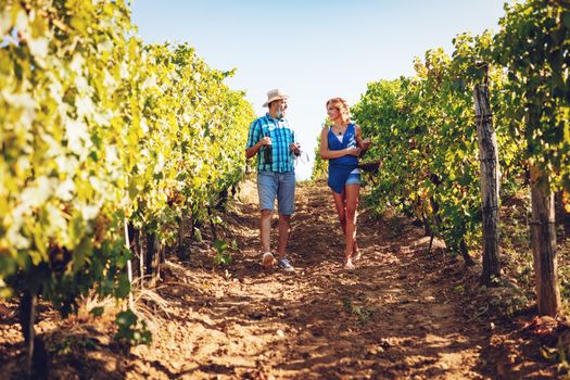 Beautiful smiling couple walking through a vineyard and tasting wine.