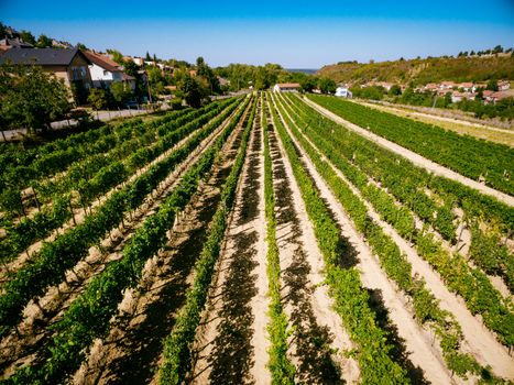 Farm houses and beautiful vineyard on sunny day.