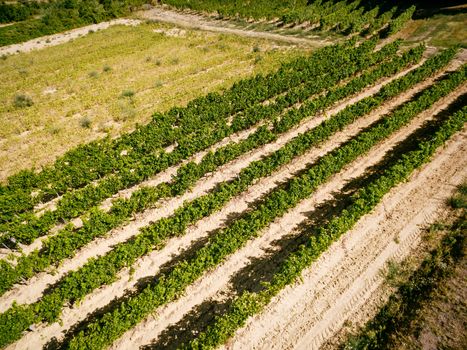 Scenic view of rows of vines on sunny day. 