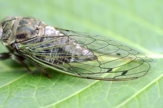 Dog-day cicada (Neotibicen canicularis) on a green leaf macro image