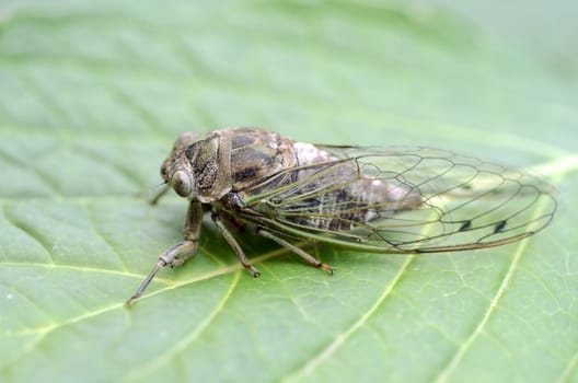 Dog-day cicada (Neotibicen canicularis) on a green leaf macro image