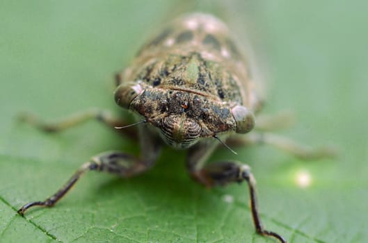 Dog-day cicada (Neotibicen canicularis) on a green leaf macro image