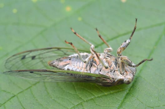 Dog-day cicada (Neotibicen canicularis) on a green leaf macro image