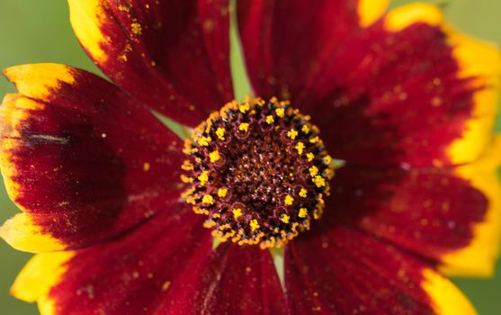 an amazing cmacro shot of a lovely colourful flower.