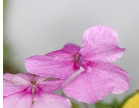 an amazing cmacro shot of a lovely colourful flower.