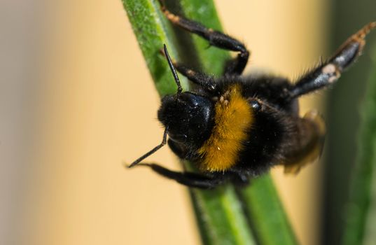 bee collecting nectar on some beautiful flowers.