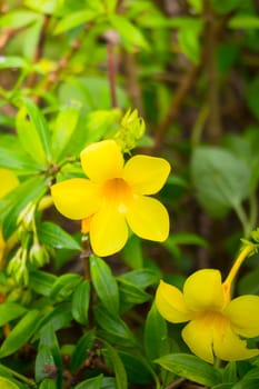 The background image of the colorful flowers, background nature