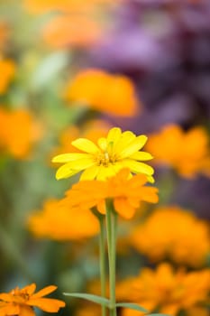 The background image of the colorful flowers, background nature