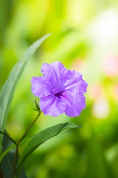 The background image of the colorful flowers, background nature