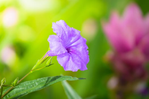 The background image of the colorful flowers, background nature