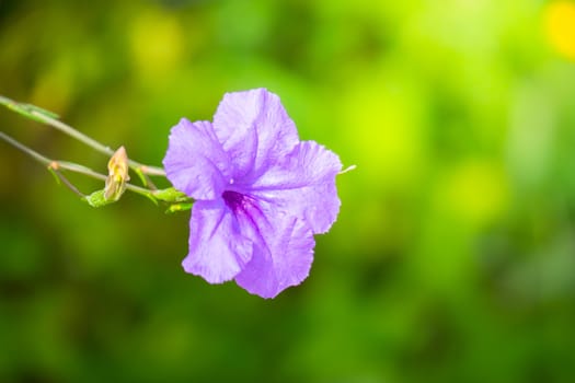 The background image of the colorful flowers, background nature