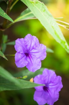 The background image of the colorful flowers, background nature