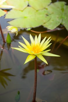 The background image of the colorful flowers, background nature