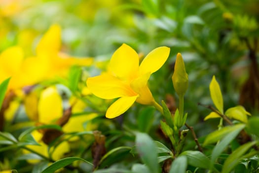 The background image of the colorful flowers, background nature