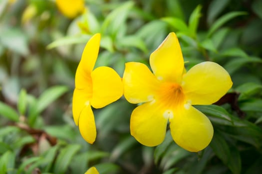 The background image of the colorful flowers, background nature