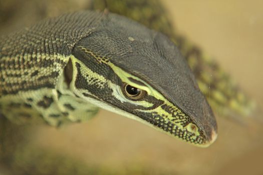 iguana close up at day