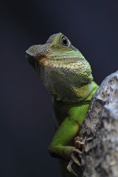 iguana close up at day