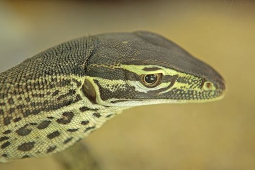 iguana close up at day