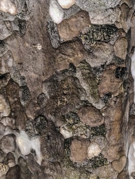 Tree brown , green and black texture background