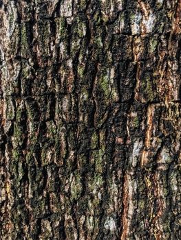 Tree brown , green and black texture background