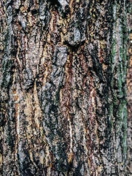 Tree brown , green and black texture background