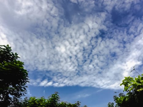 Blue sky with green tree