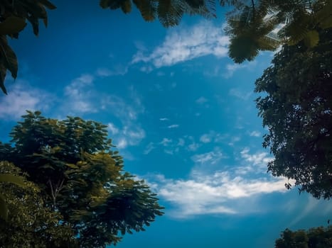 Blue sky with green tree