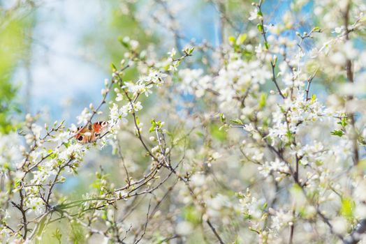 Peacock Butterfly sitting on a branch of blossoming cherry tree in the spring garden