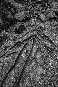 amazing forest roots of wood in earth . Black and white