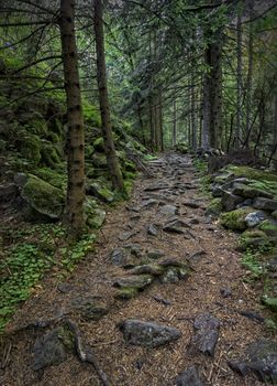 mystery forest trees with rocky walkway road