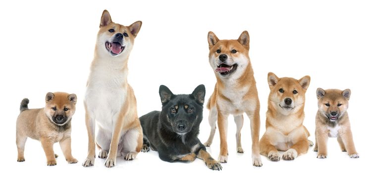 shiba inu family in front of white background